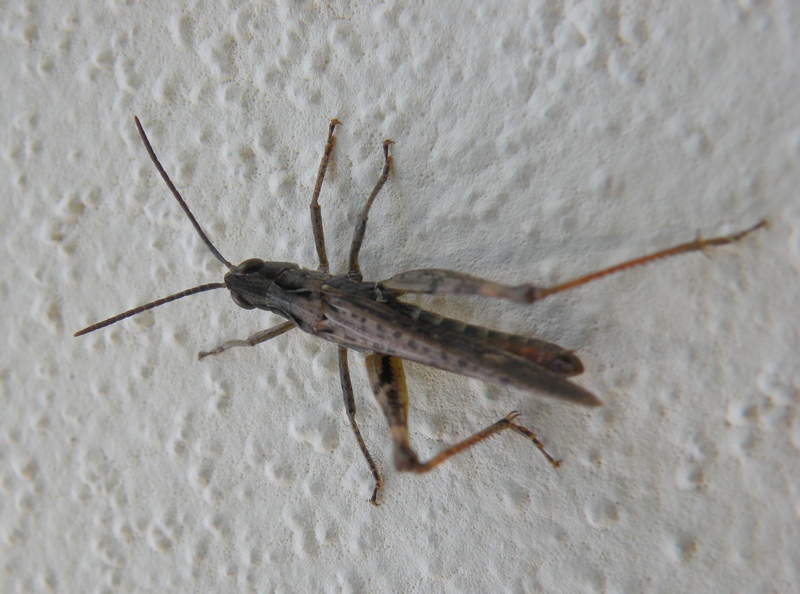 Acrididae da id.